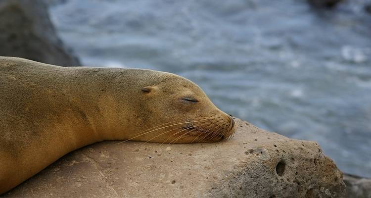 Galápagos - islas occidentales y centrales a bordo del Edén - G Adventures 2