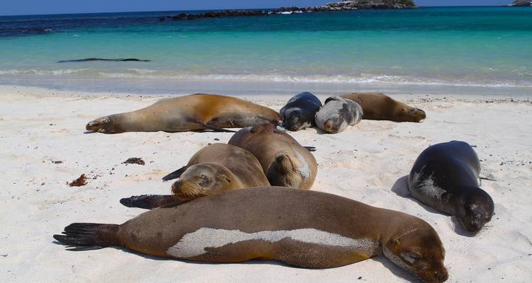 Seelöwen, die an einem sandigen Strand nahe dem Ozean ruhen.