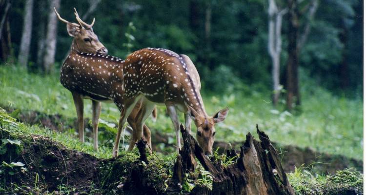 Tour of Kerala - Holidays At 1