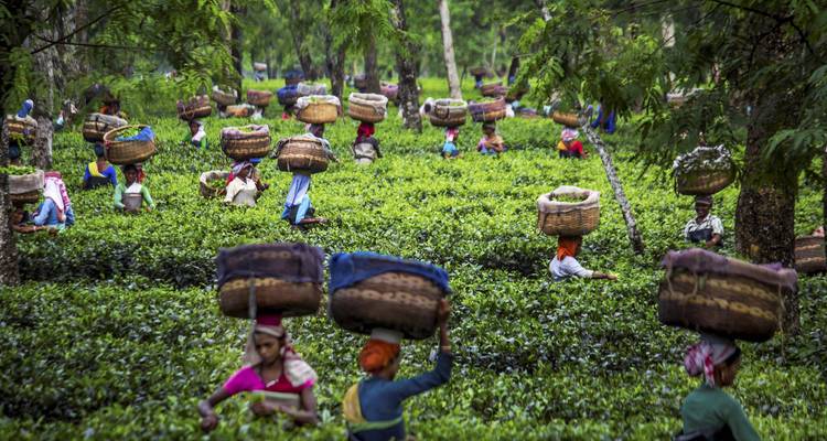 Tour of Kerala - Holidays At 8