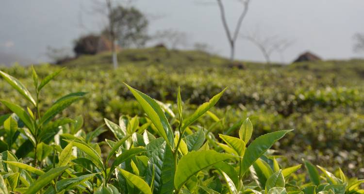 Primer plano de hojas de té en un campo verde exuberante.