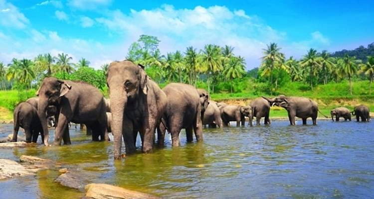 Sri Lanka in a Nutshell - Aitken Spence Travel 4
