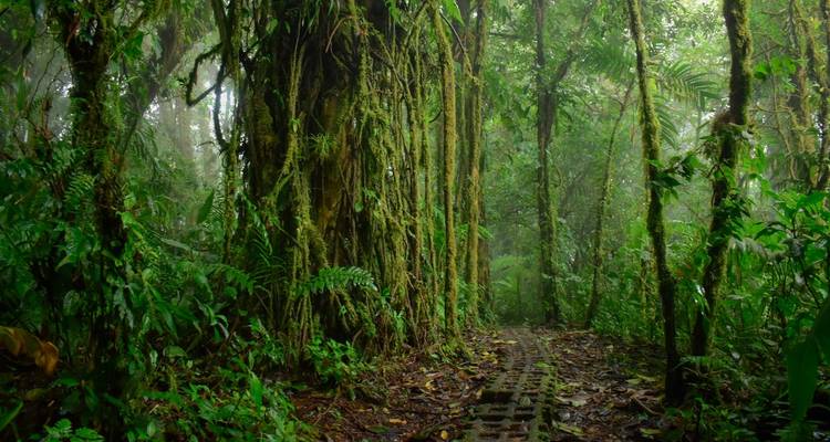 Costa Rica at its Best Package - Central American Tours 10