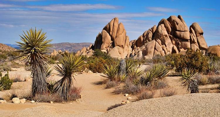 Excursion au camp de base de Joshua Tree - Wildland Trekking 4