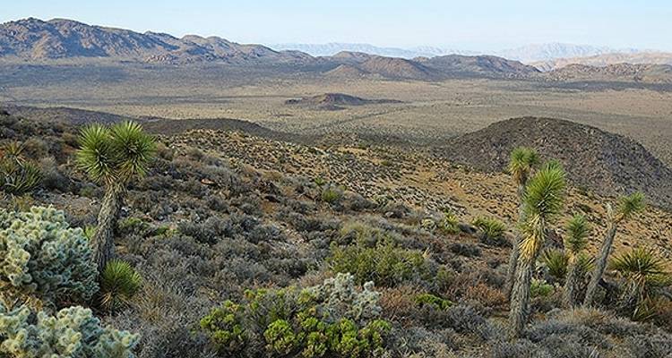 Excursion au camp de base de Joshua Tree - Wildland Trekking 2