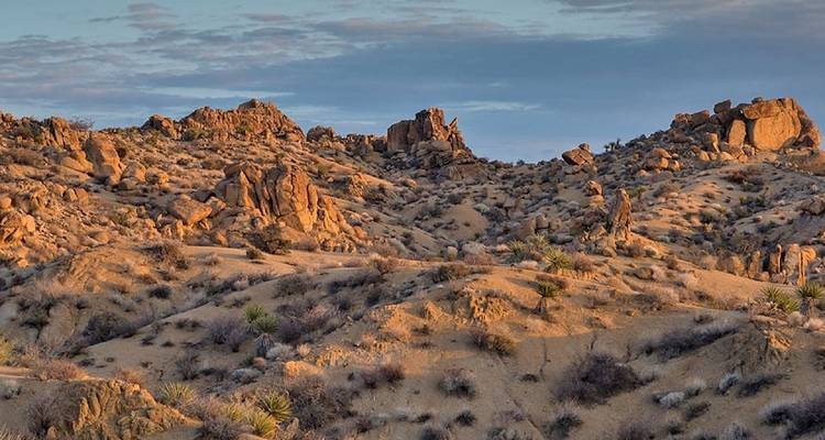 Excursion au camp de base de Joshua Tree - Wildland Trekking 10