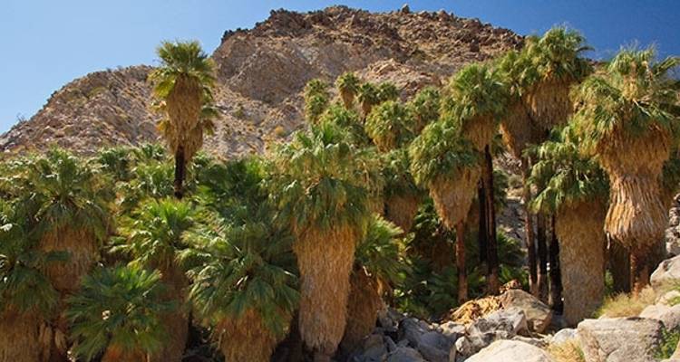 Excursion au camp de base de Joshua Tree - Wildland Trekking 1
