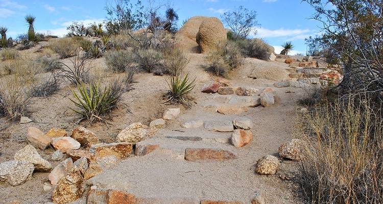 Excursion au camp de base de Joshua Tree - Wildland Trekking 8