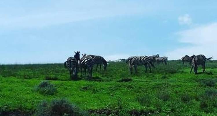 Safari en Tanzanie - 5 jours - Kilimanjaro Heroes Adventures 6