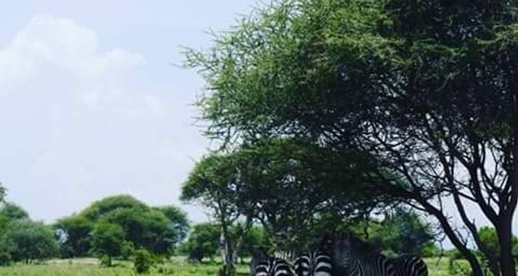 Safari en Tanzanie - 5 jours - Kilimanjaro Heroes Adventures 4