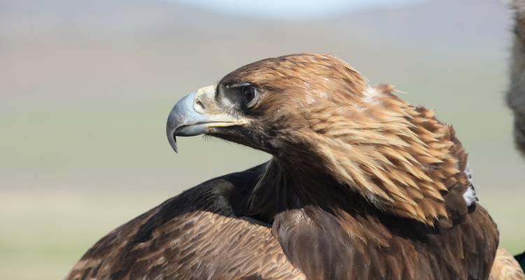 Festival du Grand Gobi et de l'aigle royal - Nomadic of Blue Sky 10