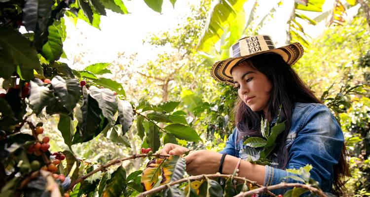 8 jours Des ruines à la torréfaction : La voie colombienne - Responsible Travel South America 2