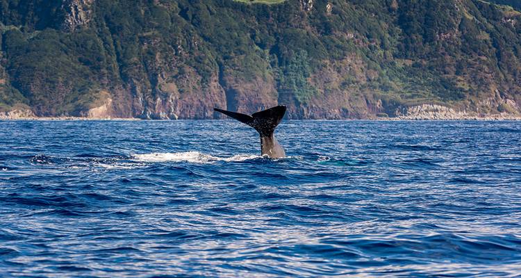 Les points forts des Açores (from Ponta Delgada to Île de Faial) - Intrepid Travel 3