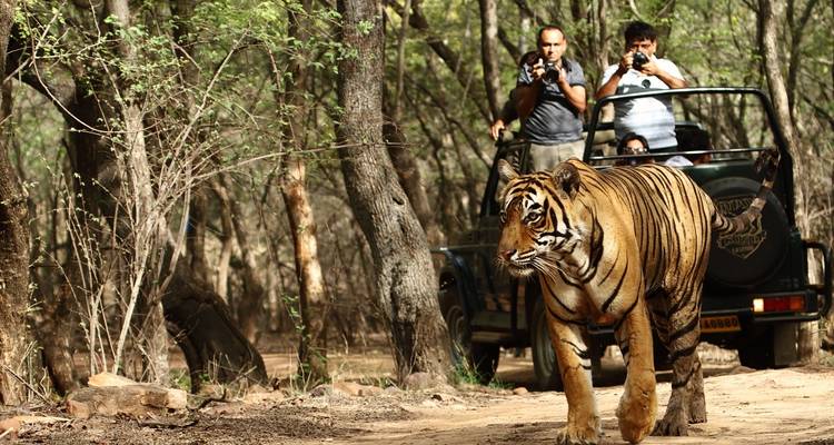 Tiger walking near a safari vehicle in a forest.