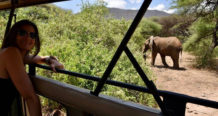 Person in a safari vehicle observing an elephant in the wild.