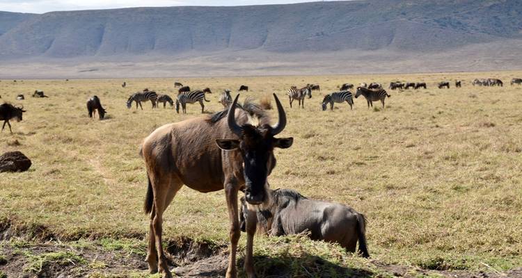 Wild animals grazing on a savannah with dry grass.