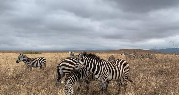 Group of zebras grazing on a grass field under a cloudy sky.