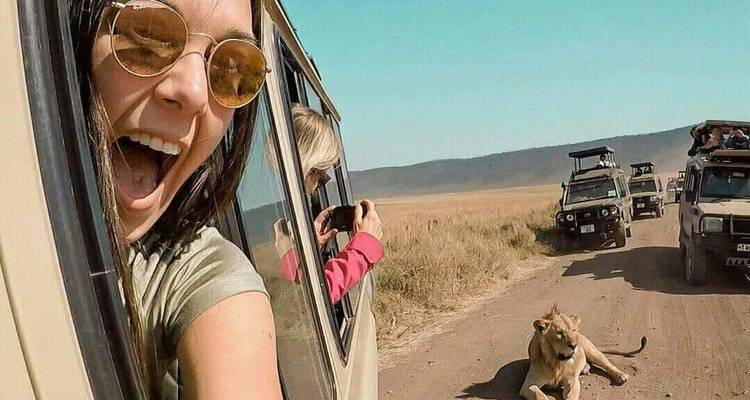 Excited person leaning out of a safari vehicle near a lion.