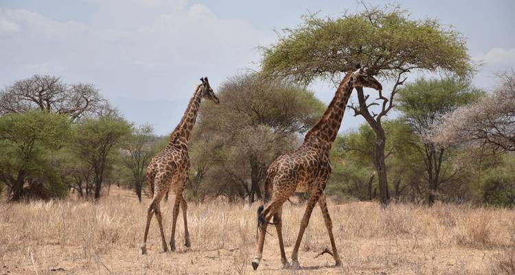 5 jours - - Lappet Faced Safaris 2