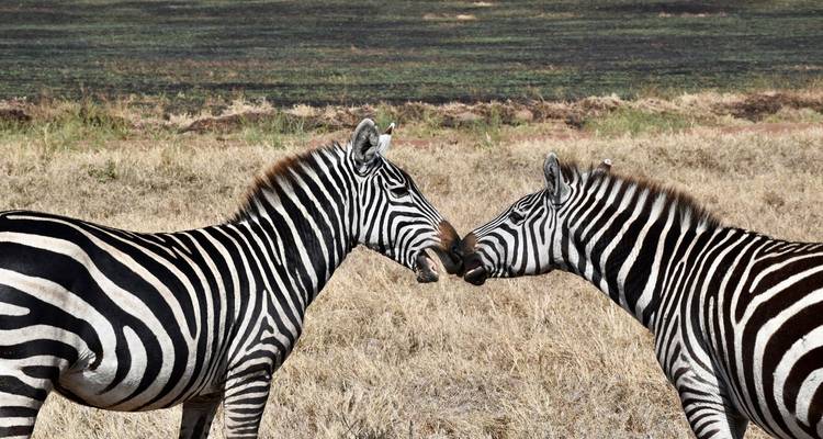 5 jours - - Lappet Faced Safaris 3