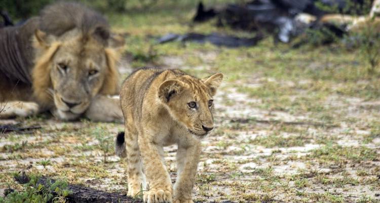 7-Day Tanzania Photographic Safari Holidays - Mid Range - Lappet Faced Safaris 3