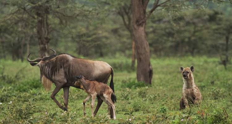 7-Day Tanzania Photographic Safari Holidays - Mid Range - Lappet Faced Safaris 4
