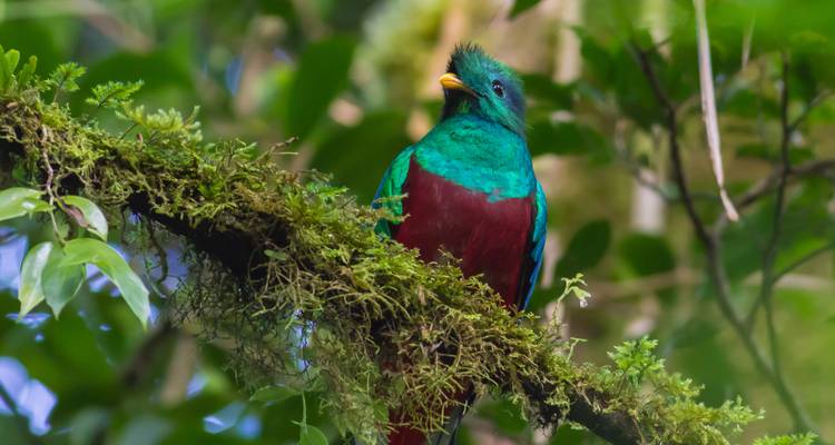 Excursión a Cobán y Semuc Champey - Guatemalan Adventure  1