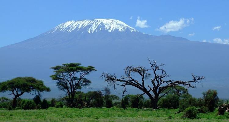 Snow-capped Mount Kilimanjaro with trees in the foreground.