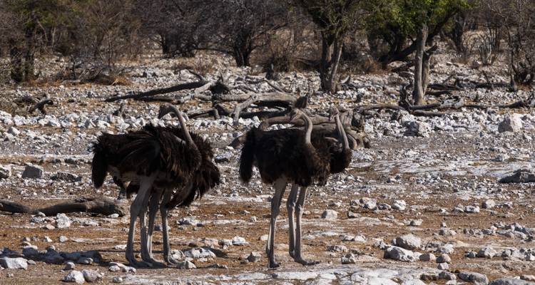 Two ostriches standing in a dry landscape.