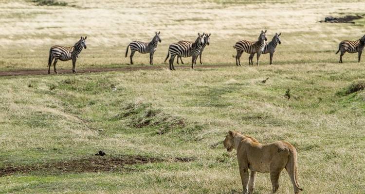 A lion facing zebras standing in a grassland.