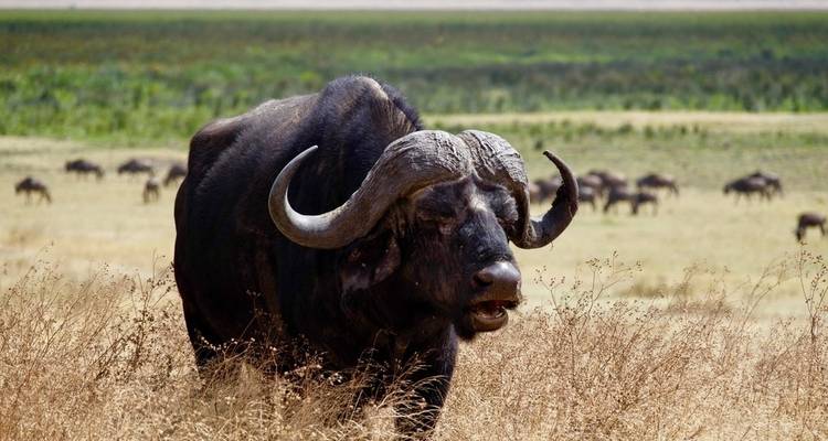 Buffalo standing in tall grass with herd in background.