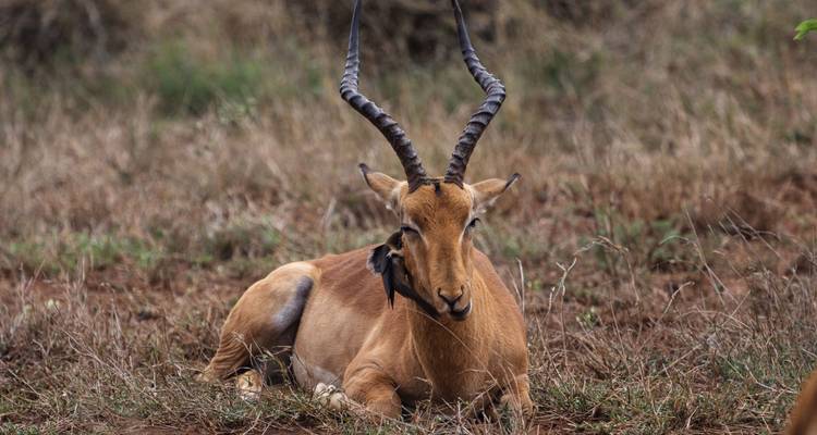 Close-up of an antelope lying in the grass.