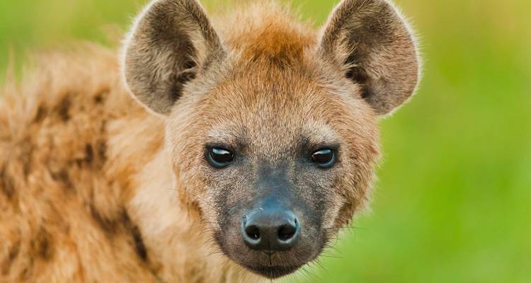 Close-up of a hyena against a green backdrop.