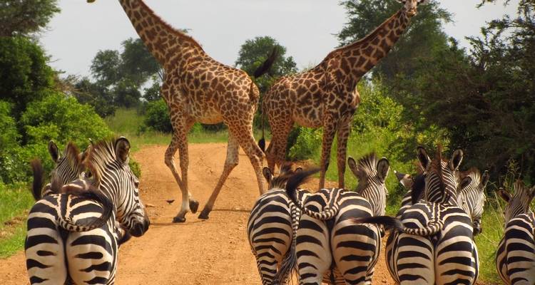 Giraffes and zebras on a dirt road in a savannah.