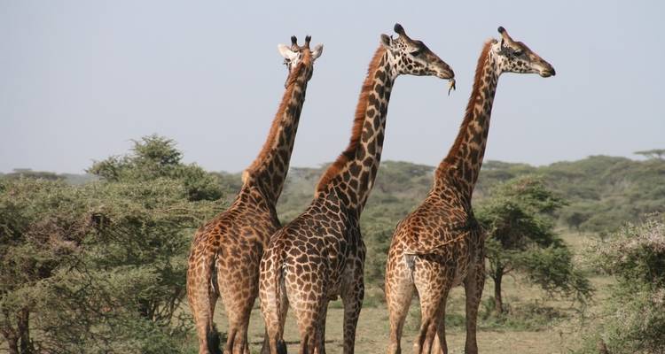 Three giraffes standing together in a grassy area.