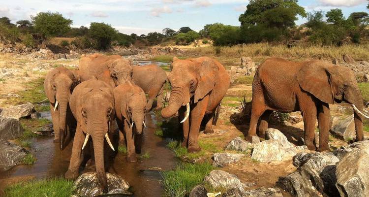 A herd of elephants near a small stream.