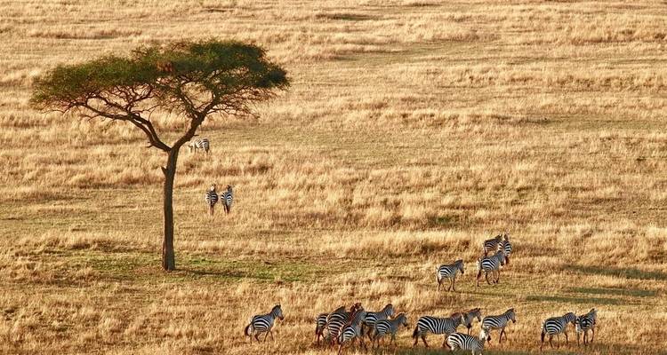 A lone tree and a herd of zebras in a savannah landscape.