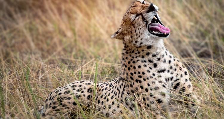 Een cheeta die gaapt in het hoge gras.