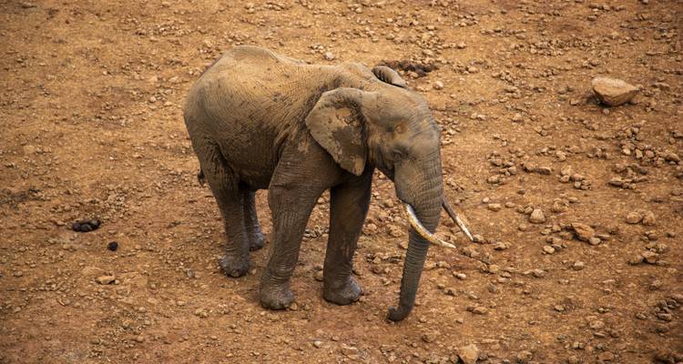 Een olifant die op droge aarde staat.