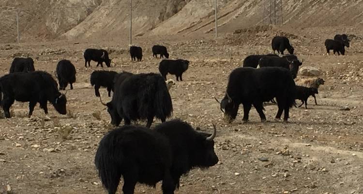 Lhasa and Tsedang Explore 6 Days - Silk Road Trips 9