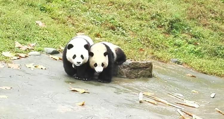 China Encompass 16 días: Pekín, Shanghai, Xian, Chengdu, Tres Gargantas, Yangshuo, Hong Kong - Silk Road Trips 7