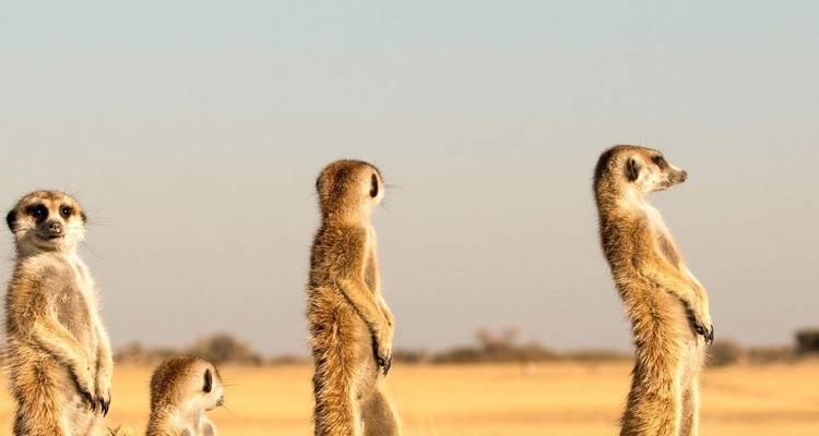 Le Cap, le safari et les chutes (prix du billet d'avion du Cap à Johannesburg) - Contiki 1