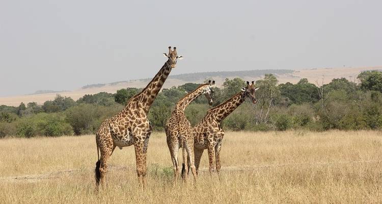 Safari au Kenya - Contiki 3