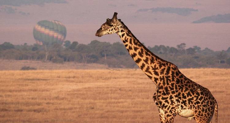 La girafe se tient dans la savane dorée avec un ballon d'air chaud au loin et des collines brumeuses.