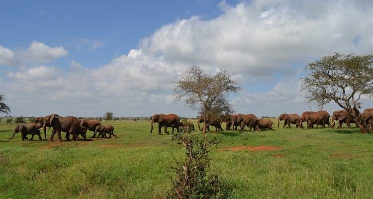 Safari au Kenya - Contiki 9