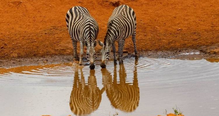 Safari au Kenya - Contiki 8