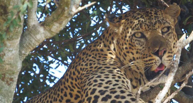 Leopardo en un árbol luciendo alerta.