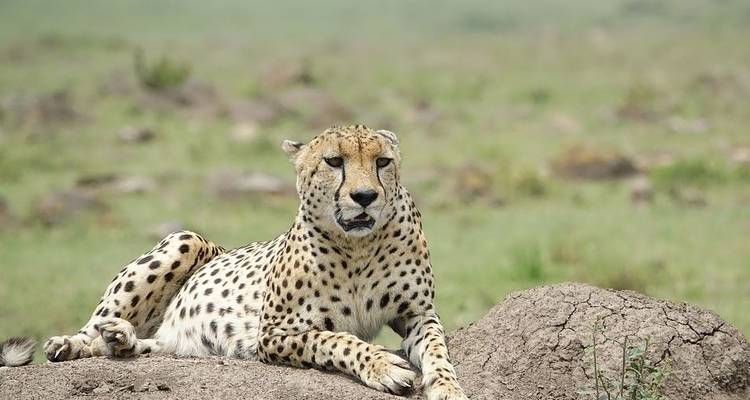 Safari au Kenya - Contiki 7