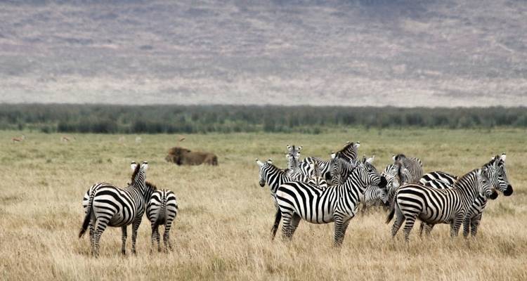 Ciudad Madre de Ciudad del Cabo - 5 días - buceo en jaula de tiburones y safari Aquila y península del Cabo y cata de vinos y islas Robben - Matadi Africa and Travel Tours 9
