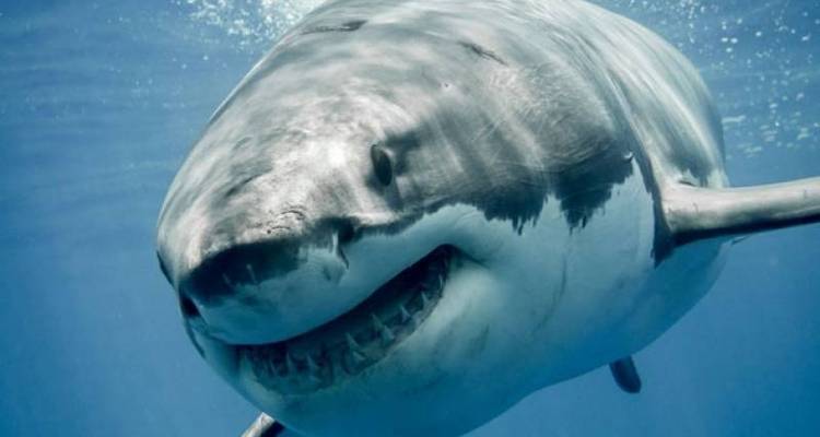 Ciudad Madre de Ciudad del Cabo - 5 días - buceo en jaula de tiburones y safari Aquila y península del Cabo y cata de vinos y islas Robben - Matadi Africa and Travel Tours 1
